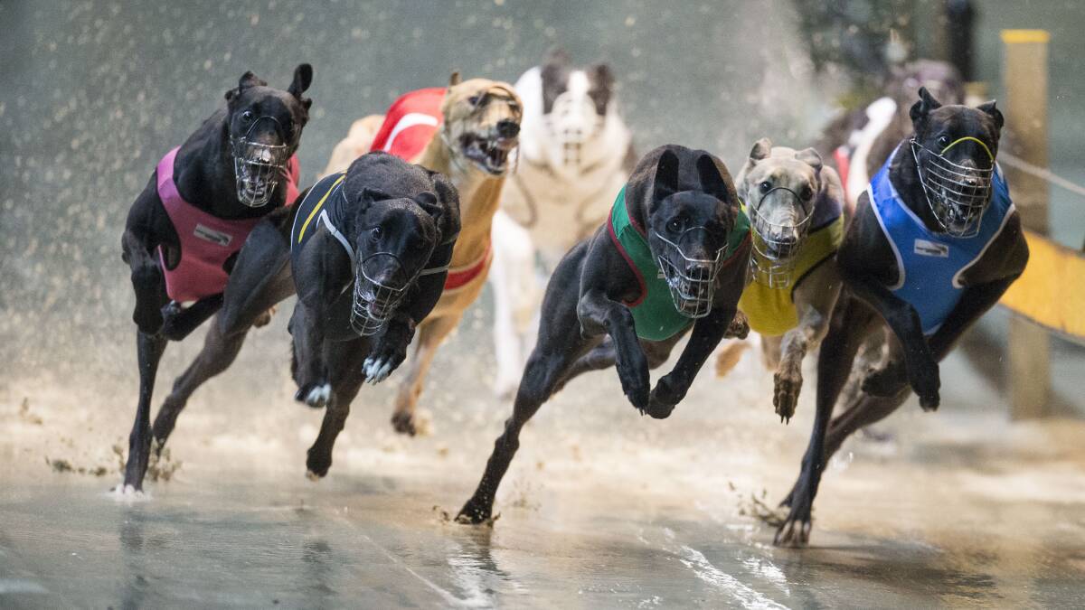 Greyhound racing: Hunter-trained Aston trio hunt Casino windfall
