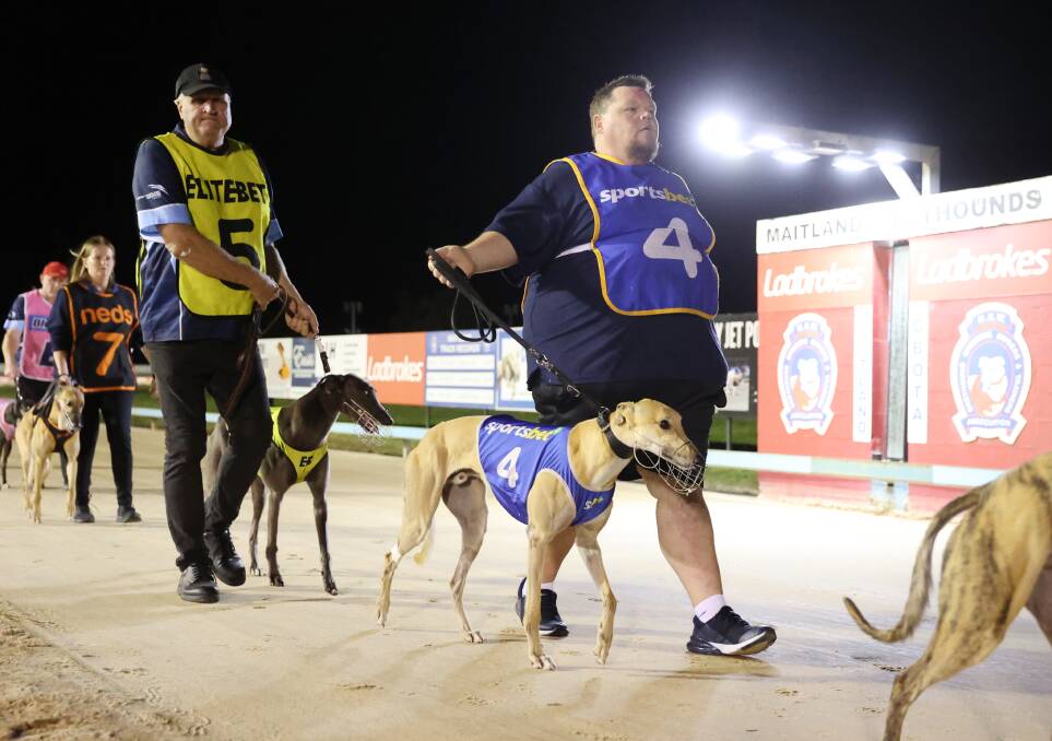 Trainer Joe McFadyen takes Nangar Jim, No.4, to the boxes for last week's heats. Picture by Redden Photo Video Race Images, GRNSW 
