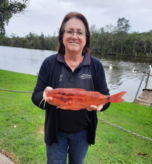 FISH OF THE WEEK: Lea Guy wins $45 courtesy of Sandgate Tackle Power for this 44cm goat fish caught out of Swansea heads near Moon Island on a prawn bait.