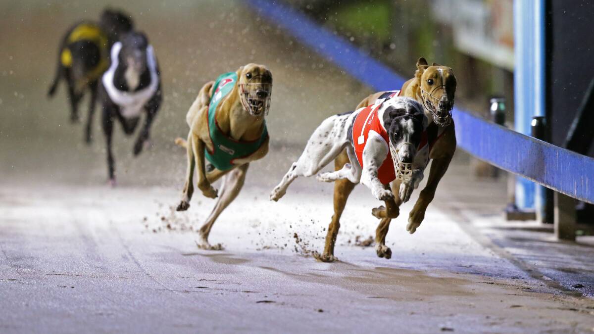 Greyhound racing: Trainer Betty Keene savours special night at The Gardens