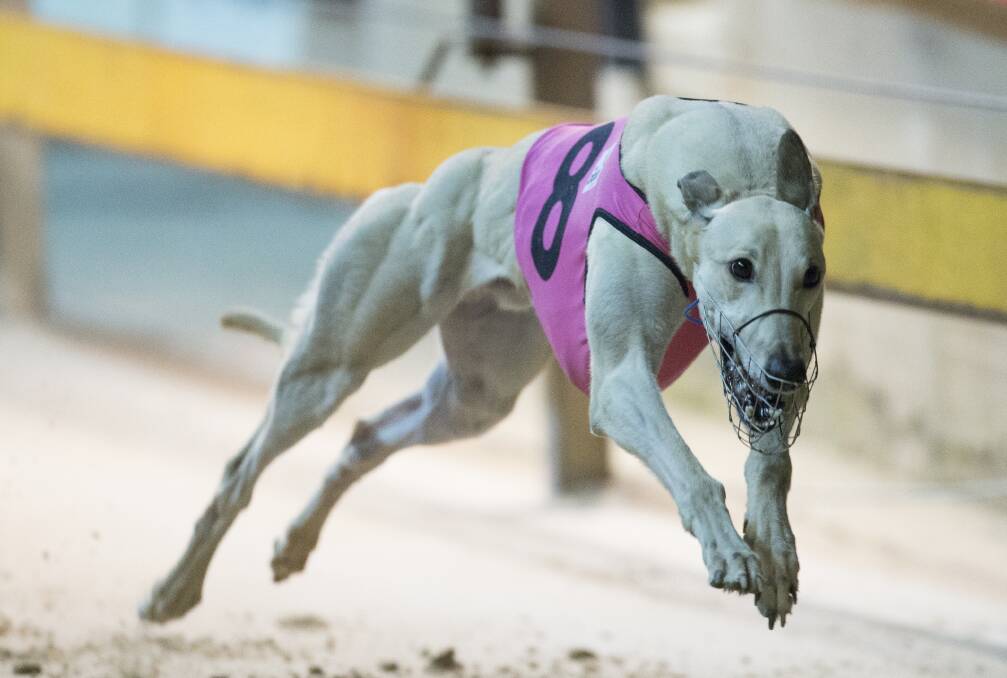 Maitland greyhound track cleared for trial return