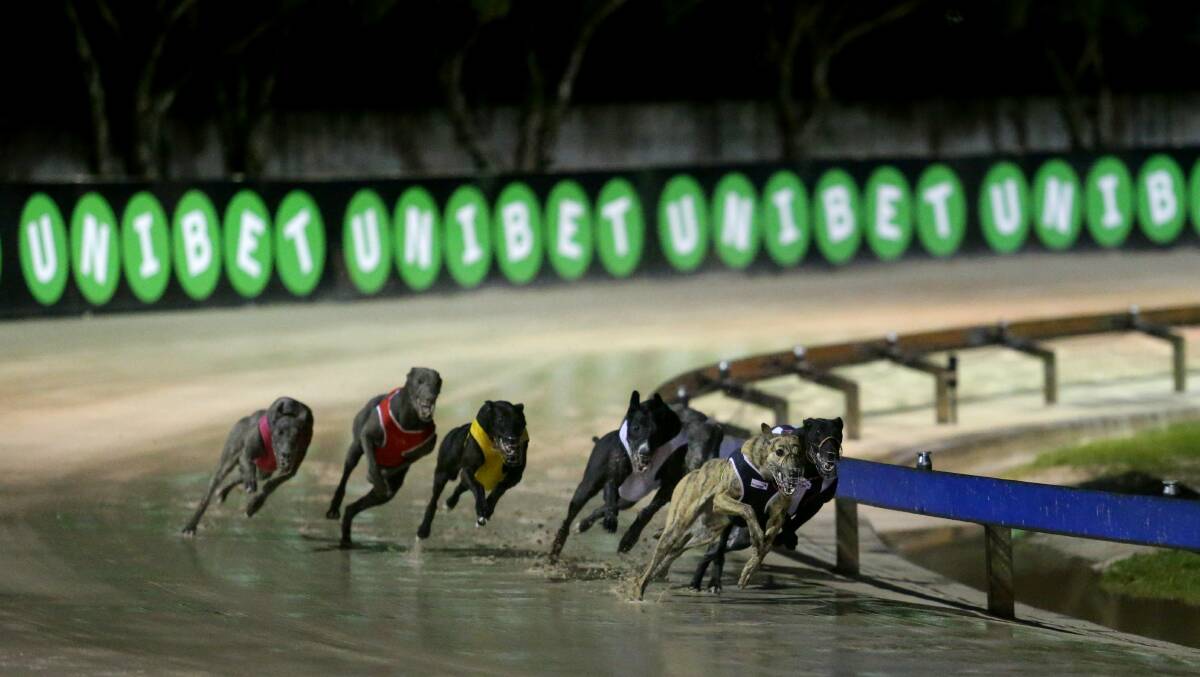 Greyhound racing: Mark Davidson looks for early luck in Bathurst Cup