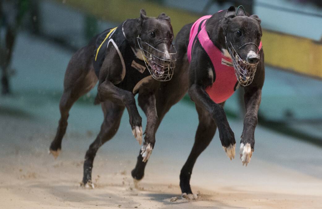 Greyhound racing: Porter pair take inside running to Gardens success