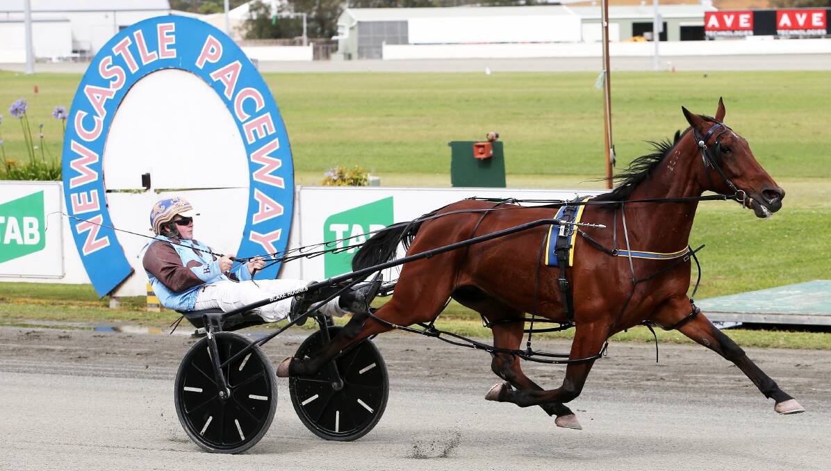 BACK: Brad Elder works Bright Energy at Newcastle before last year's Inter Dominion. Picture: Peter Lorimer