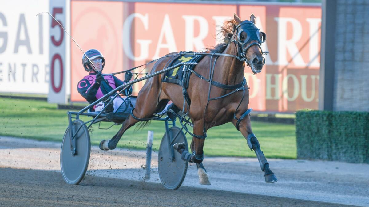 KNOCKOUT CHANCE: The Roy Roots jnr-trained Pitch Perfect winning at Menangle. Picture: Racing at Club Menangle Trackside