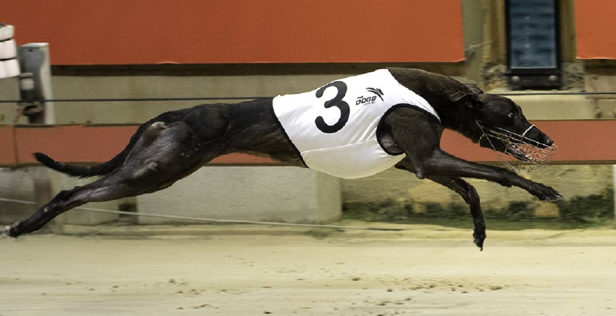 TOP PICK: National Futurity favourite Aston Maeve winning her heat last Friday night at Wentworth Park. She has box one for the decider. Picture: Tim Martin