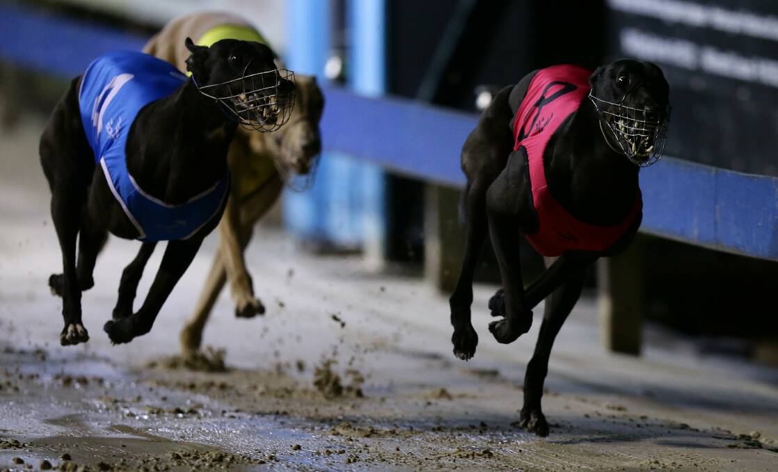 Greyhound racing: Lil Doo proves too good again at The Gardens