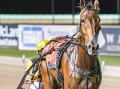 TOP TEAM: Far Out Bro and driver Jack Callaghan after winning at Menangle last October. They combine again in the Hunter Region Championship Final. Picture: Racing at Club Menangle Trackside