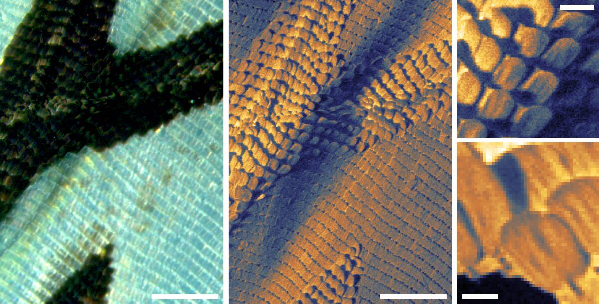 NEW VIEW: A butterfly wing viewed under a light microscope, left, and the SHeM (three images on right). The helium microscope provides a different view, in this case highlighting surface features in more detail. It can also be used without risk of damage to the delicate sample and without the need for the sample to be coated in a protective film, leaving the image in a natural, unmasked state.