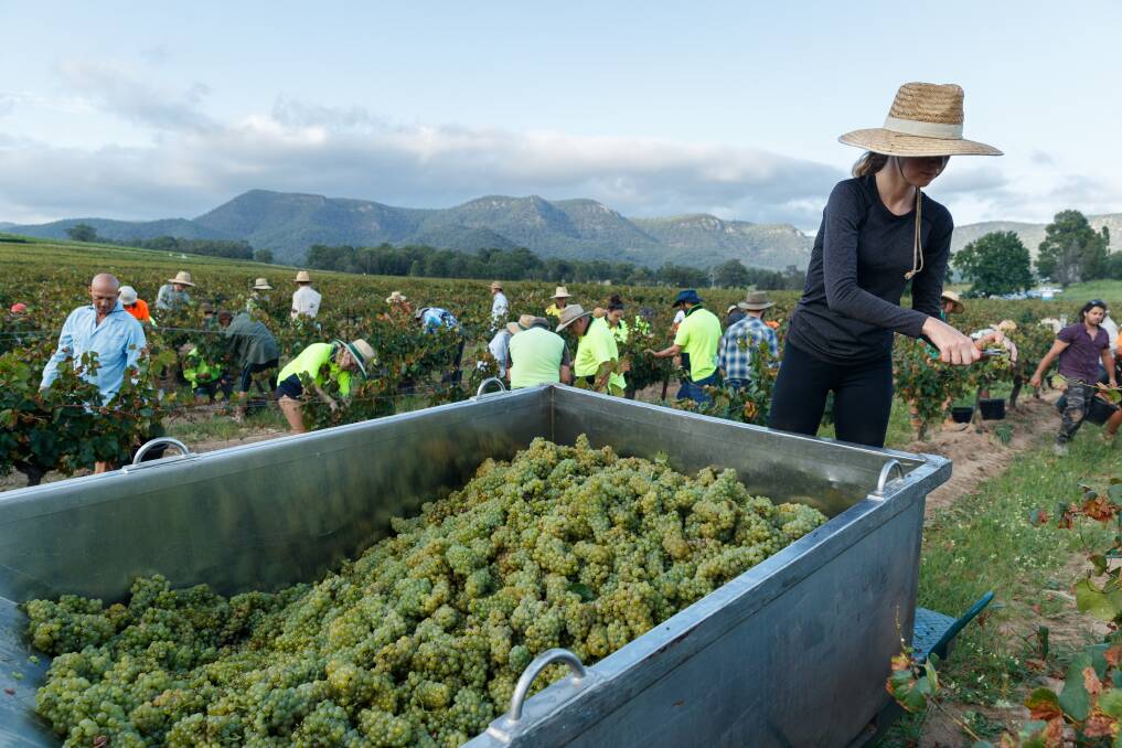 HARVEST: Chardonnay grape picking was in full force at Tyrrells in January. Picture: Max Mason-Hubers