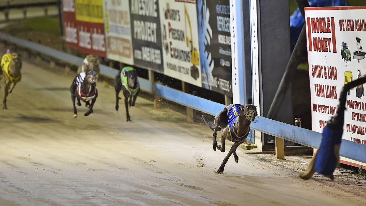 FAST FEET: Favourite for the final Miss Ezmae wins her heat at Ladbrokes Gardens Newcastle last week. Photo Steve Whalland
