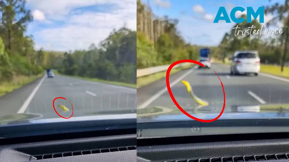 A snake has been filmed hitching a ride on the bonnet of a family car in Queensland. Picture supplied