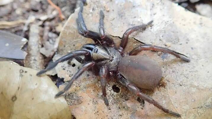 One of the species of wishbone spider collected near Bowen, Queensland. Picture by Dr Jeremy Wilson