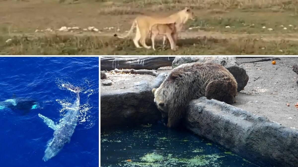 GOOD SAMARITAN ANIMALS: A lioness befriends a wilderbeest (top), a pod of killer whales free an injured humpback (left) and a bear rescues a drowning crow (right).