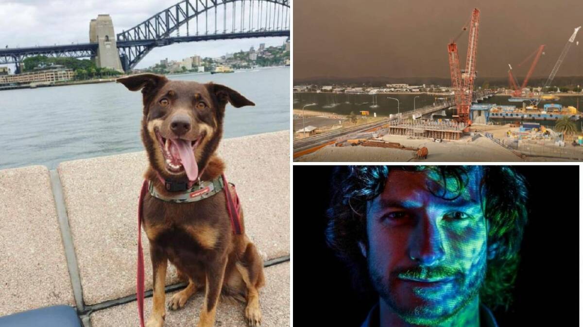 THE WEEK THAT WAS: Dogs on the job at Sydney harbour (left), a skyline forever changed (top right) and Gotye inducted into the 'Sounds of Australia' archive (bottom right).