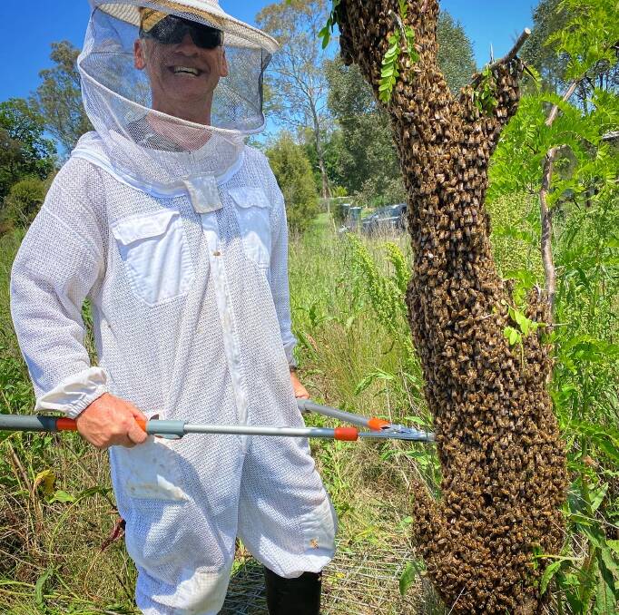 Steve Cooper relocating a swarm in drier times. Picture: Justin O'Brien