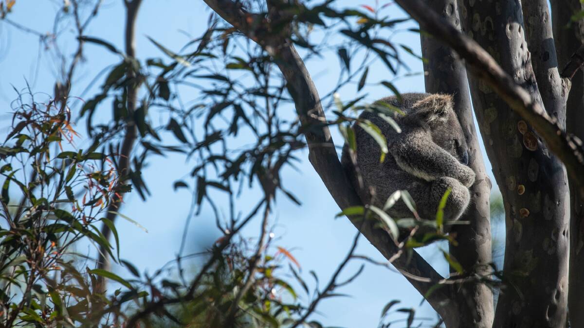 'We don't intend to stop': Koala fight rolls on with quarry decision delay