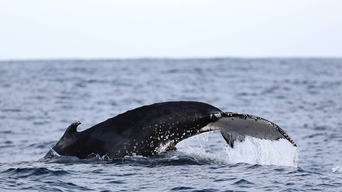 WHALE TAIL: The first humbacks of the season have been spotted off the coastline at Port Stephens.