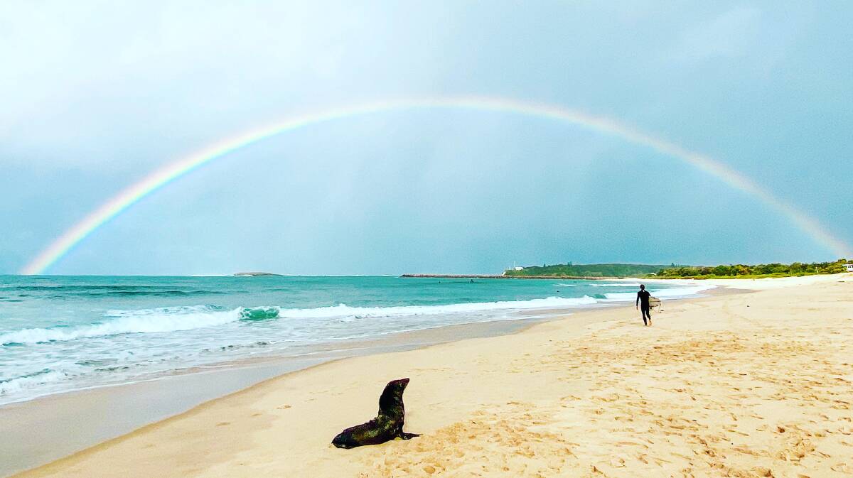 WOW: Alicia Nash captured this amazing image of the seal on Blacksmiths Beach.