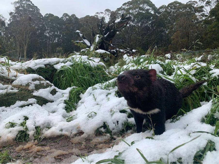 SNOW MUCH FUN: The Tasmanian devils at Devil Ark were loving the snow at the Barrington Tops on Monday, which came after several days of low temperatures. Picture: Aussie Ark