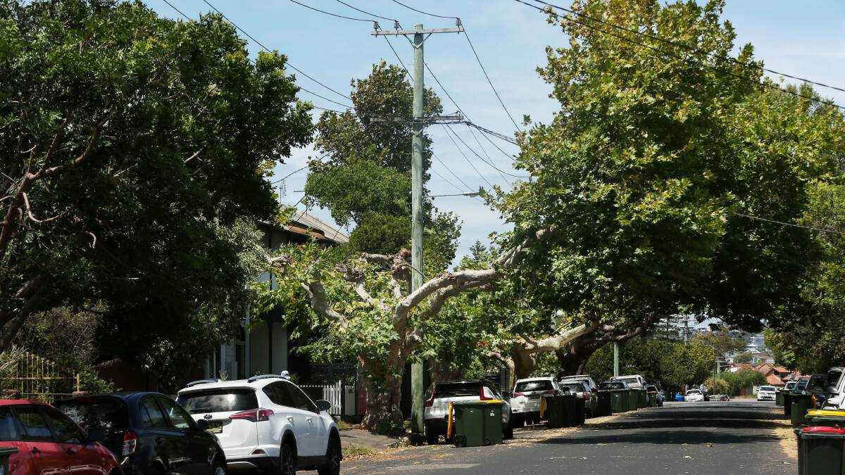A tree pruned on Dawson Street, Cooks Hill recently. Picture by Simone De Peak