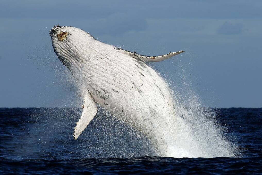WHOA: A "spectacular" whale breach. Picture: Peter Lorimer