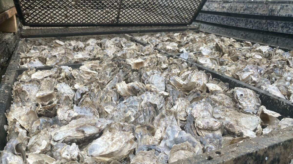 Port Stephens oyster disease outbreak devastates farmers