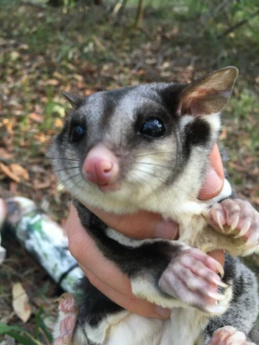 CUTE: The vulnerable squirrel glider. Picture: Ninon Meyer/John-Paul King