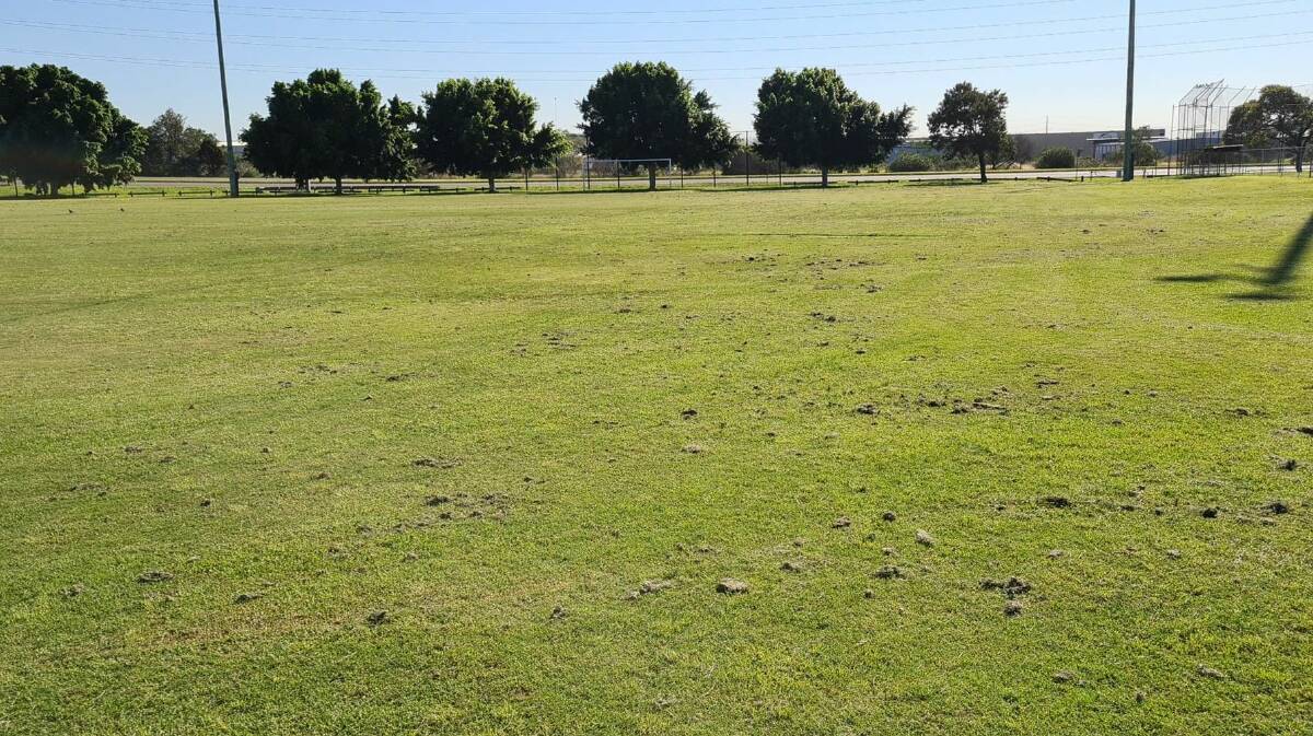 CONDITIONS: Grass clippings left on the field after council maintenance. 