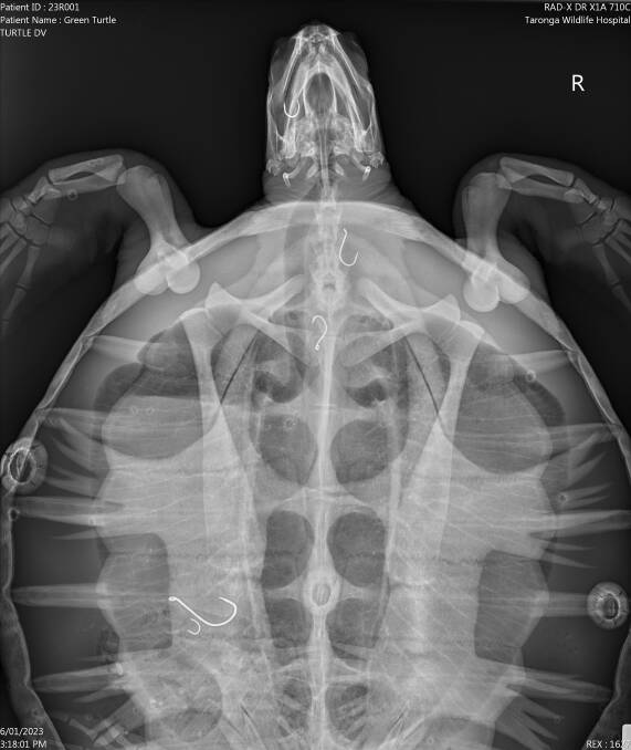 The x-ray of the turtle rescued at Nelson Bay earlier this month. Pictures supplied