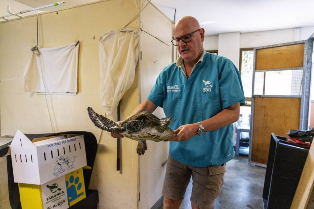 Taronga Wildlife Hospital's senior veterinarian Larry Vogelnest with the turtle.