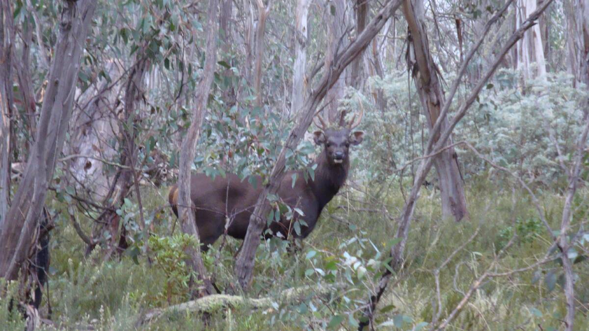 Port Stephens council will trial 'softer approaches' instead of culling deer