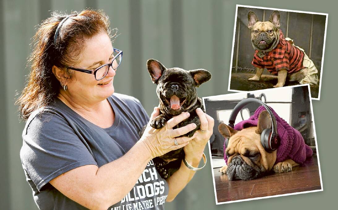 CUTE: Hunter breeder Sharon Hector with a French Bulldog pup. Insets: Pictures of French Bulldogs posted on social media by their owners. Picture: Jonathan Carroll
