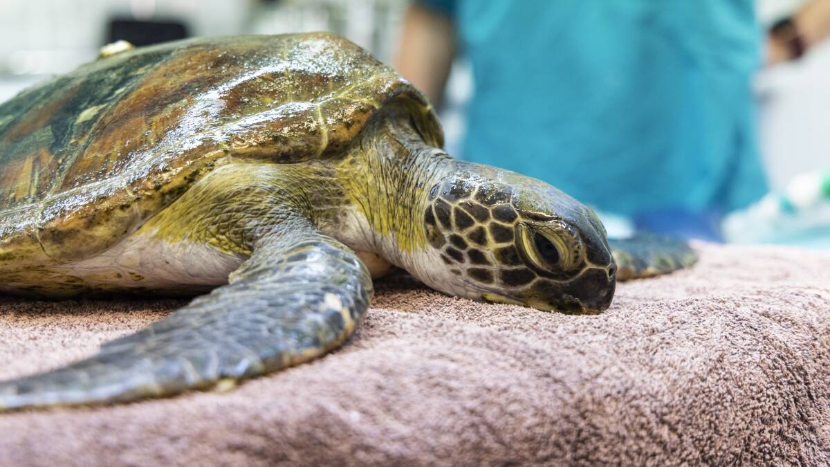 The turtle is expected to make a full recovery.