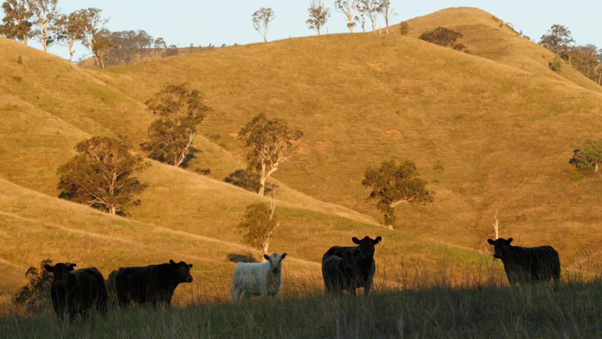 FARMLAND: Cows graze in a paddock near Gresford ... the Upper Hunter boasts the fifth largest agricultural workforce of the state's electorates. Picture: Max Mason-Hubers