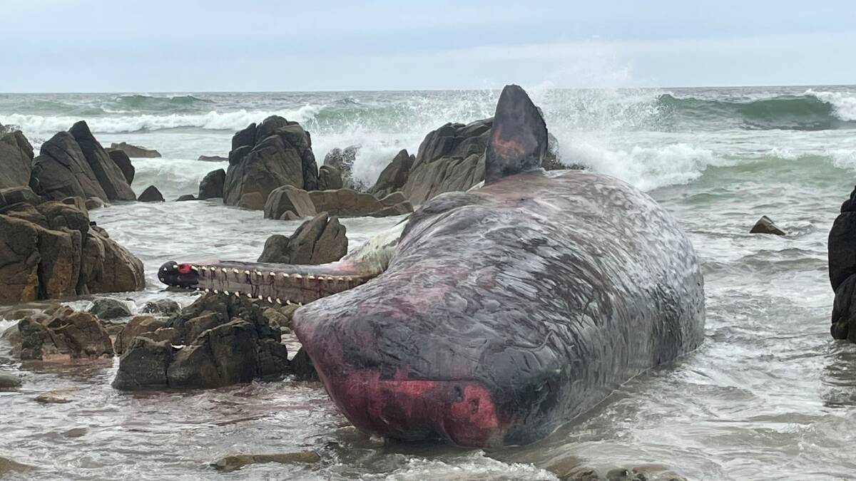 One of the 14 young male sperm whales found dead on the south-west coast of King Island on Monday afternoon. Picture supplied/NRE Tas