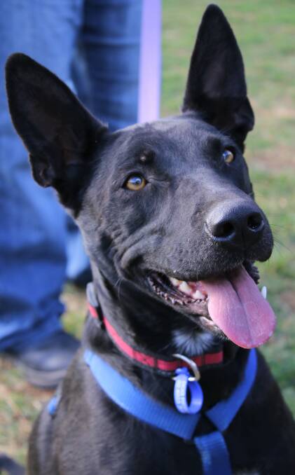 Bonnie: A gorgeous two-year-old female Kelpie-cross loves a cuddle and is looking for her forever home. Picture: courtesy of Dog Rescue Newcastle