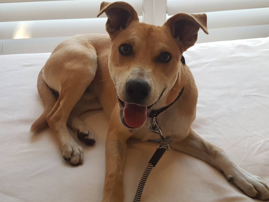 EDDIE: This beautiful boy is a 7-month-old, mixed breed who just loves to be near people. Picture: courtesy of Dog Rescue Newcastle