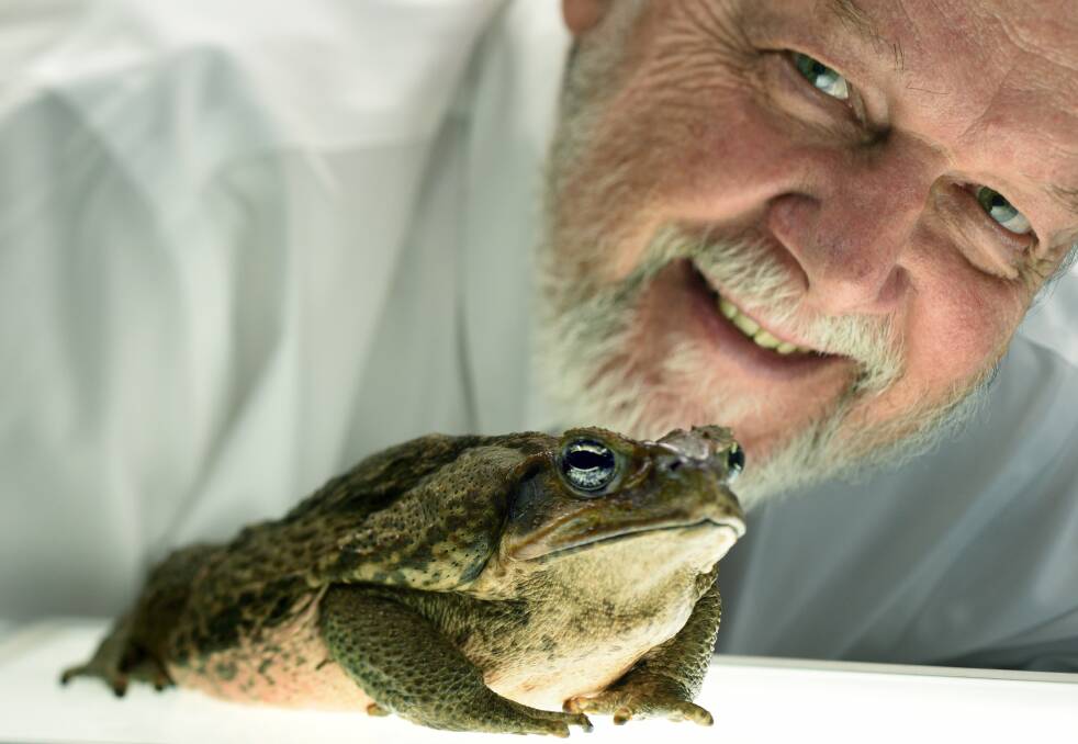 LOOK WHO'S HERE: Professor Rick Shine with a cane toad, a number of which have been spotted in the Hunter in recent weeks.