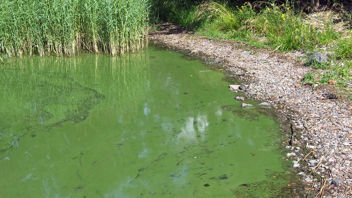 HEALTH RISK: Blooms appear as a thick paint like accumulation on the water's surface or as small green floating dots