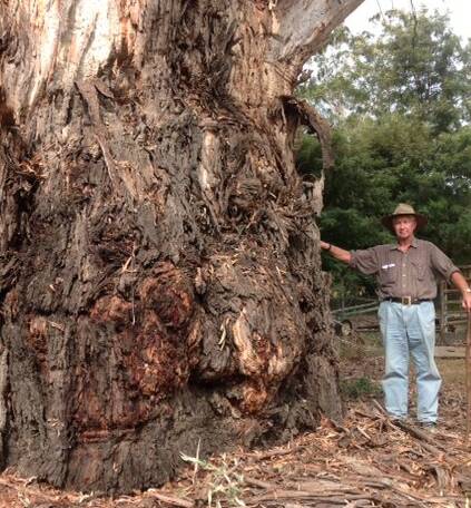 IMPRESSIVE: Greta’s Don Cruickshanks with the big tree he spotted at Moonan Brook during a recent trip to the Upper Hunter.