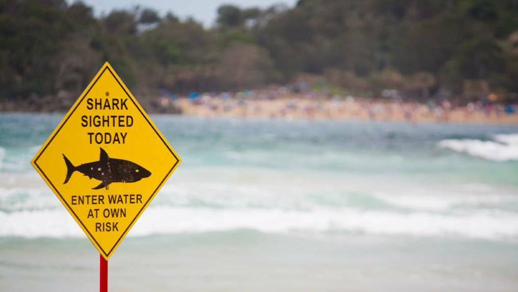 Redhead Beach reopens after possible shark sighting