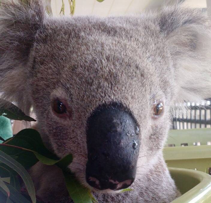 SURVIVOR: Koolah was retrieved from a blackened tree on the Karuah fire ground. He's been transferred to Port Macquarie for care. Picture: Supplied. 