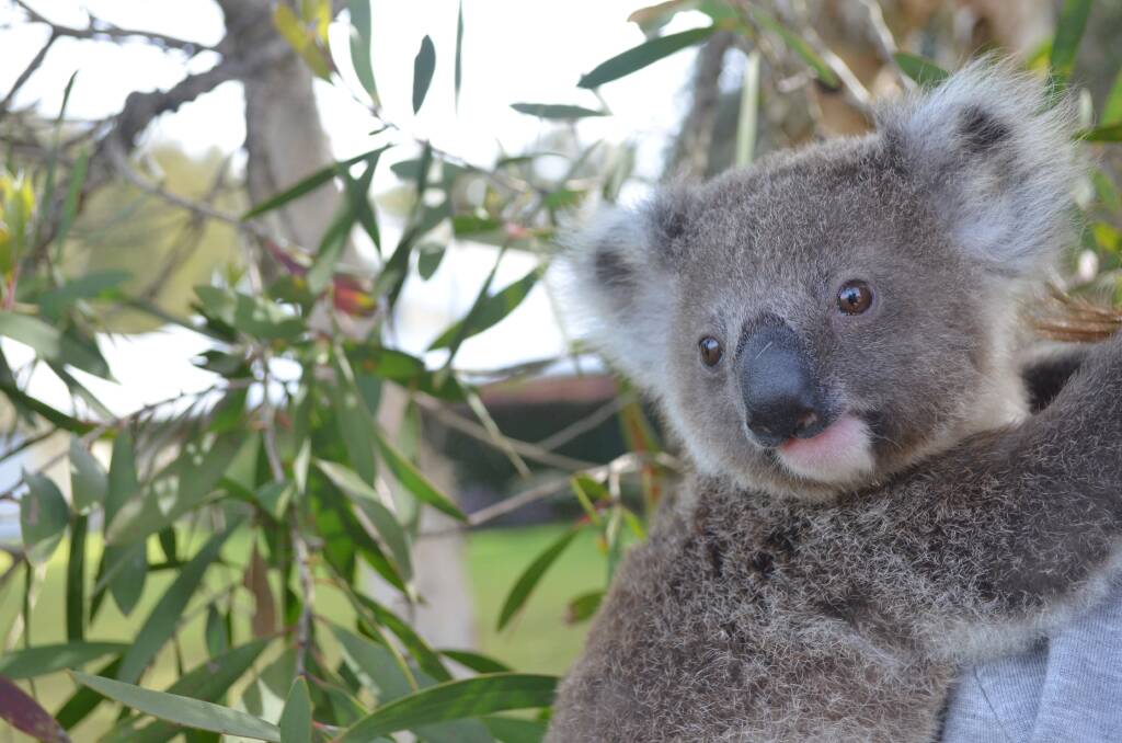 COMING SOON: Port Stephens Council has endorsed plans to build a $3 million hospital for koalas, with a tourism component to financially support it. Picture: Sam Norris