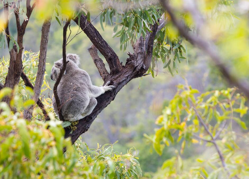 PRECIOUS HABITAT: The Pilliga Forest, on the northwest slopes and plains of NSW, is home to many threatened animals.
