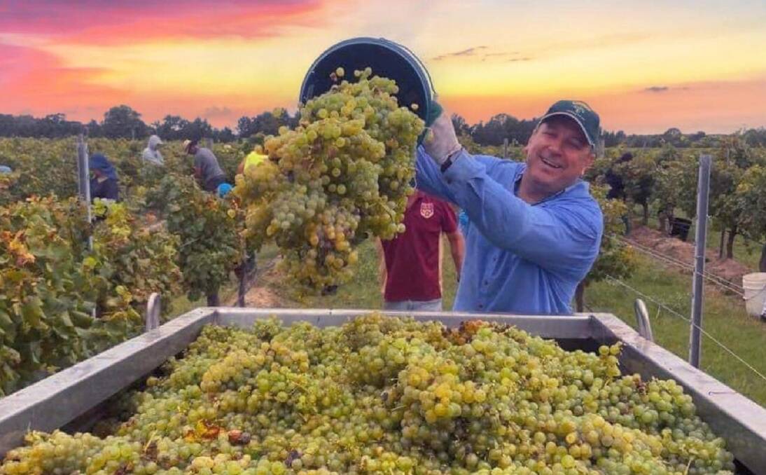 BEAUTIFUL BEGINNING: Picker Lawrence Cocerhan bins the first harvest of pecorino grapes in the De Iuliis Steven vineyard at Pokolbin. Picture: Will Capper, HVV management 