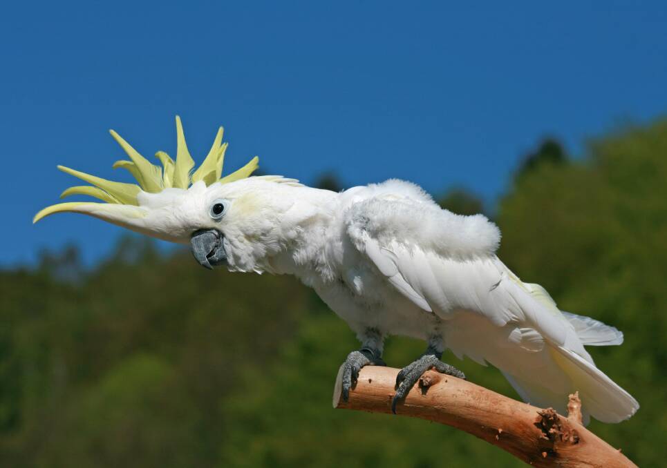 KOTARA'S FINEST: When he's not acting like a galah, Kevin the cockatoo is a spookily accurate clairvoyant.