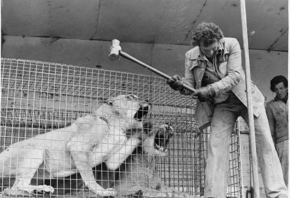 Travel time: Two lions vent their anger as Leo St Leon uses a hammer near them to help load cages for a NZ zoo flight in 1976.