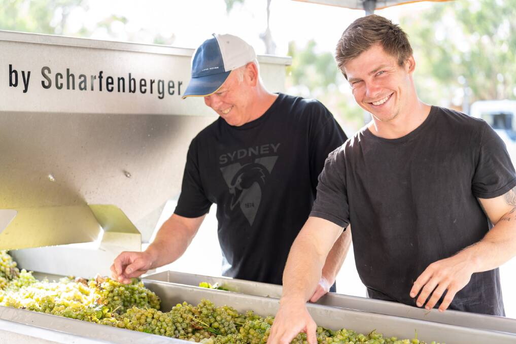 HARVEST LOOKING GOOD: Andrew Thomas and his eldest son, Dan, sort 2022 vintage semillon grapes.