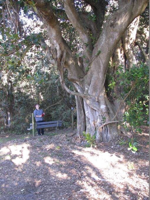 Grand survivor: The historic Cecilia Banks fig tree at Taylors Beach is a reminder of pioneer days at Port Stephens. Picture: Mike Scanlon 